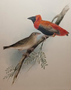 Obispo Rojo del Norte, 1834 de Edward Lear